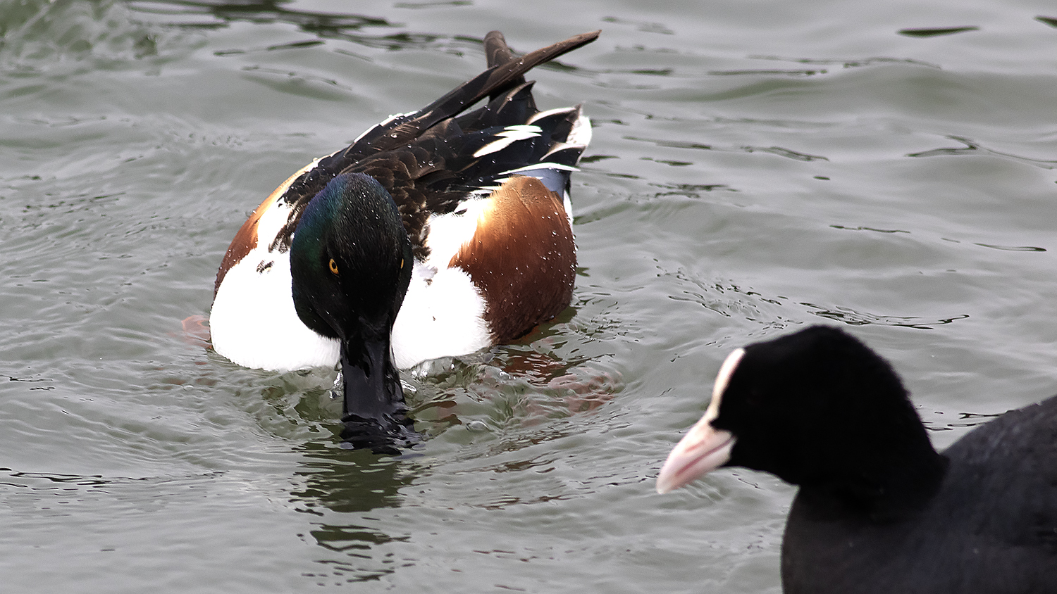 Northern Shoveler